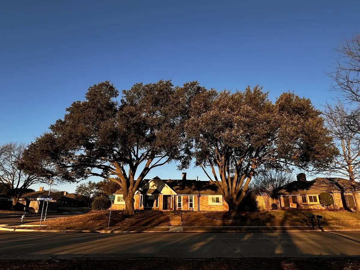 Established residential canopy tree shading a home in Amelia Court House